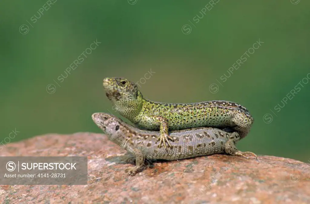 sand lizard pair mating lacerta agilis poland 