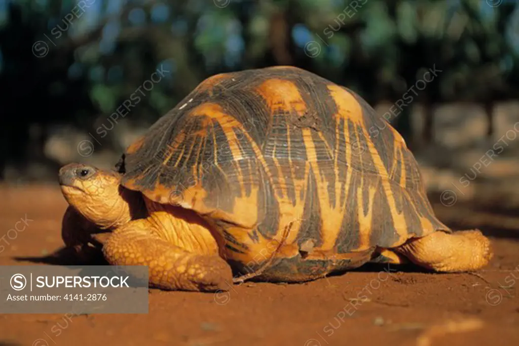 radiated tortoise geochelone radiata dry forest of sw madagascar. endangered species endemic to madagascar 