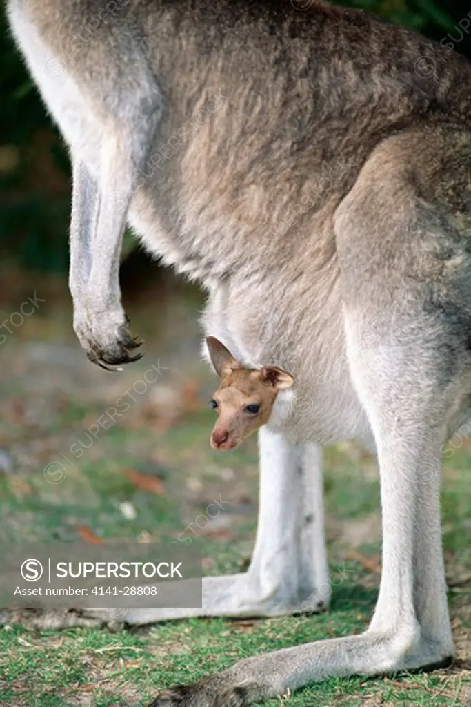 eastern grey kangaroo macropus giganteus with young in pouch