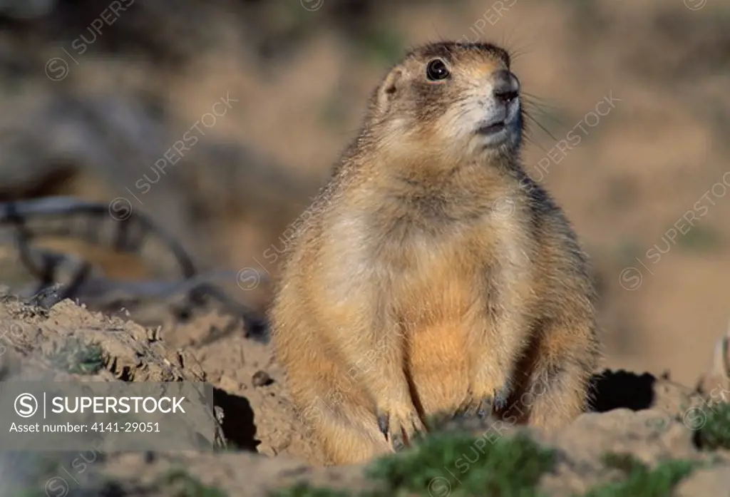 white-tailed prairie dog at burrow cynomys leucurus dinosaur national park, colorado, usa. 