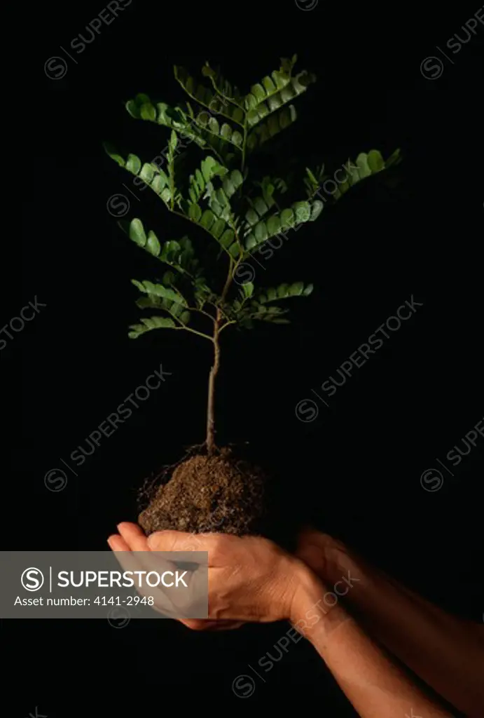 pau-brasil seedling caesalpinia echinata important endangered lumber tree, brazil 