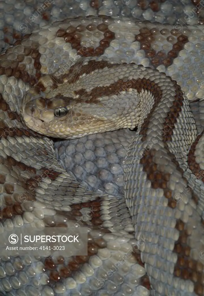 yucatan neotropical rattlesnake crotalus durissus tzabcan mexico