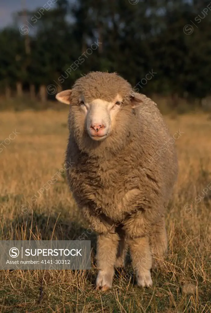 polwarth sheep male lamb wateringbury, kent, south eastern england. october 