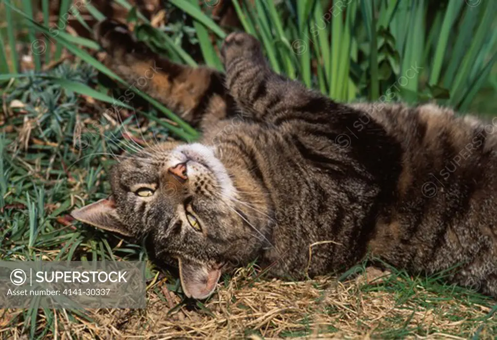 tabby cat resting on flower bed tonbridge, kent, south eastern england