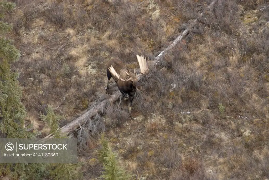 aerial photo of bull moose moving across tundra. (alces alces). yukon territory, canada.