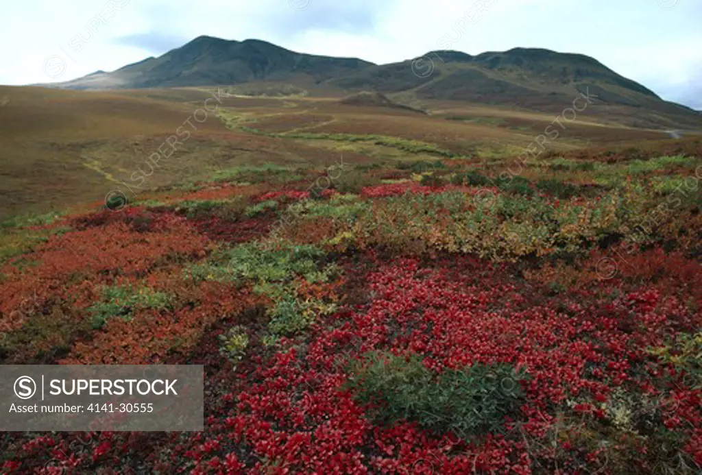 tundra vegetation richardson mountains, yukon territory, north western canada 