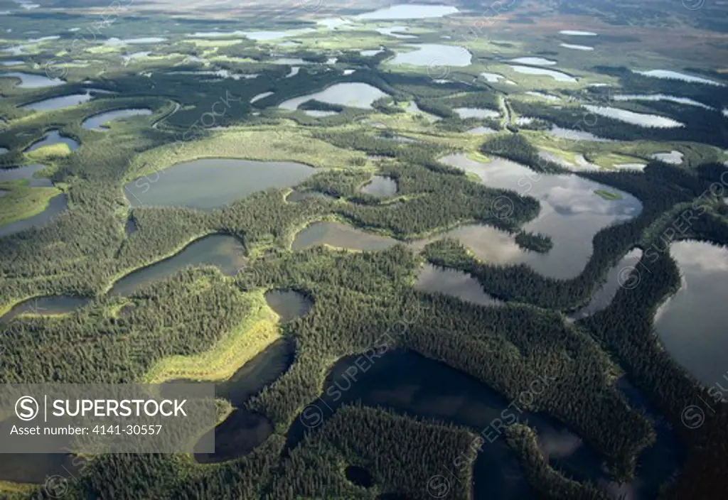 taiga vegetation forest and lake yukon, canada 