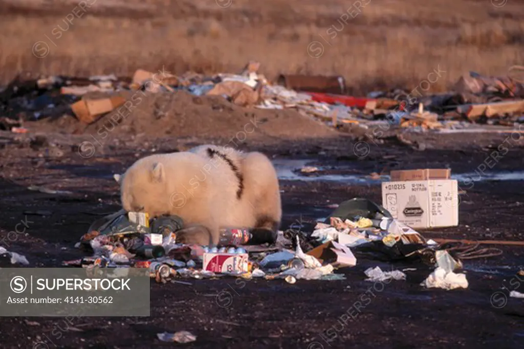 polar bear ursus maritimus scavenging at rubbish dump churchill, manitoba, canada