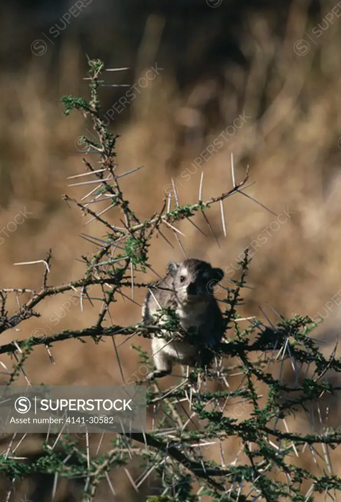 bruce's yellow-spotted hyrax heterohyrax brucei in thorn bush 