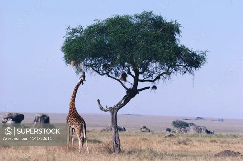 masai or kenyan giraffe giraffa camelopardalis tippelskirchi male browsing