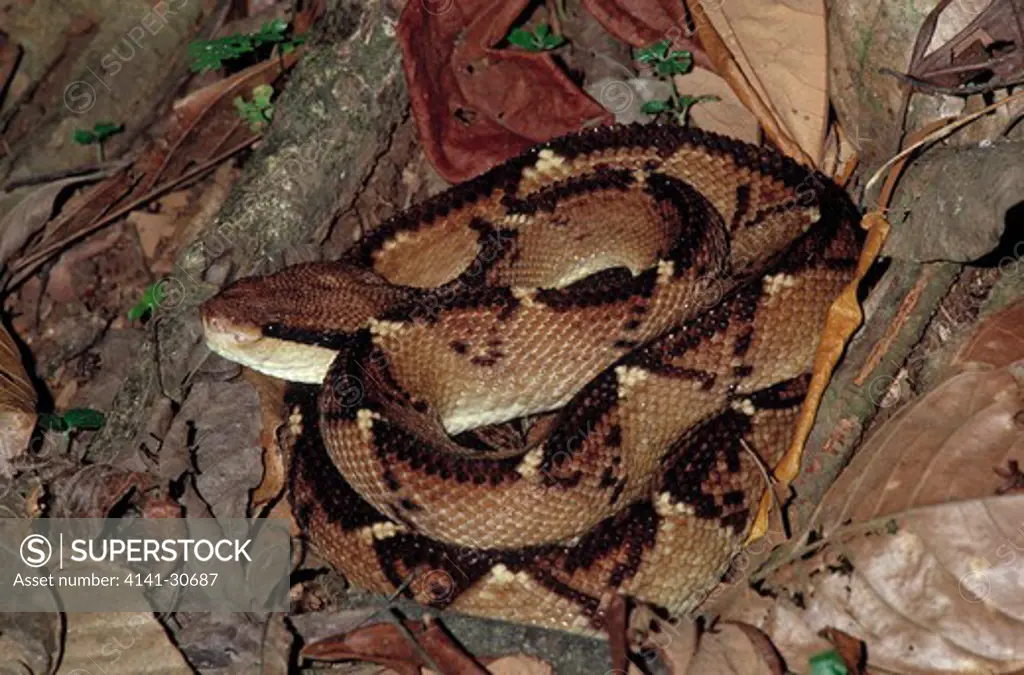 bushmaster snake lachesis mutus la selva, costa rica - SuperStock