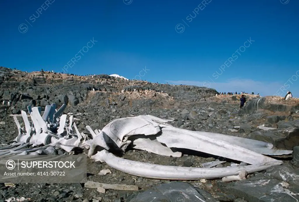 blue whale skeleton balaenoptera musculus port lockroy, antarctica