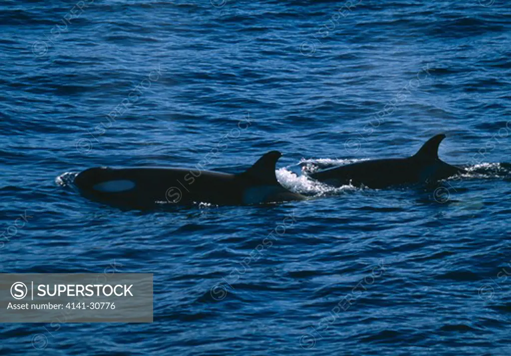 orcas or killer whales orcinus orca antarctica.