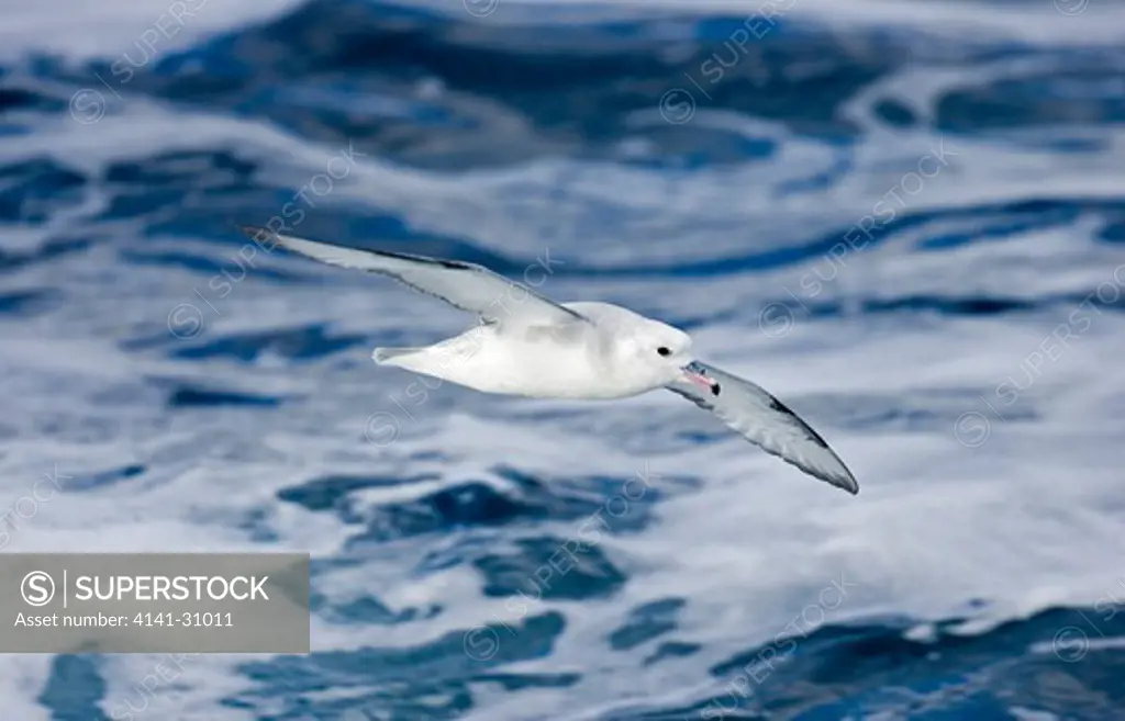 southern fulmar fulmarus glacialoides antarctica