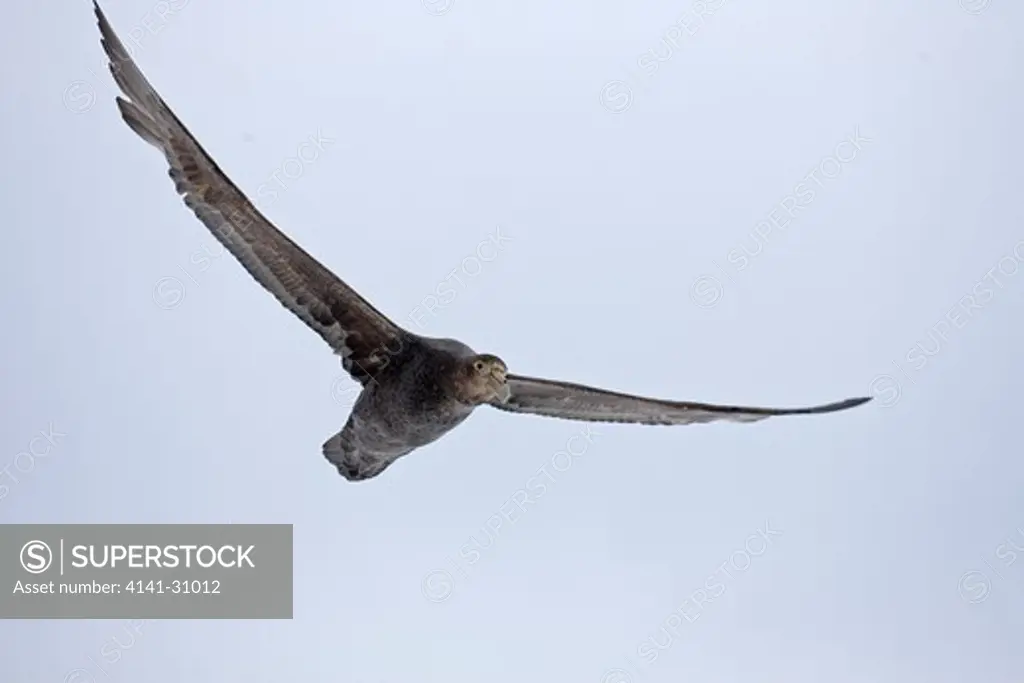 southern giant petrel macronectes giganteus antarctica