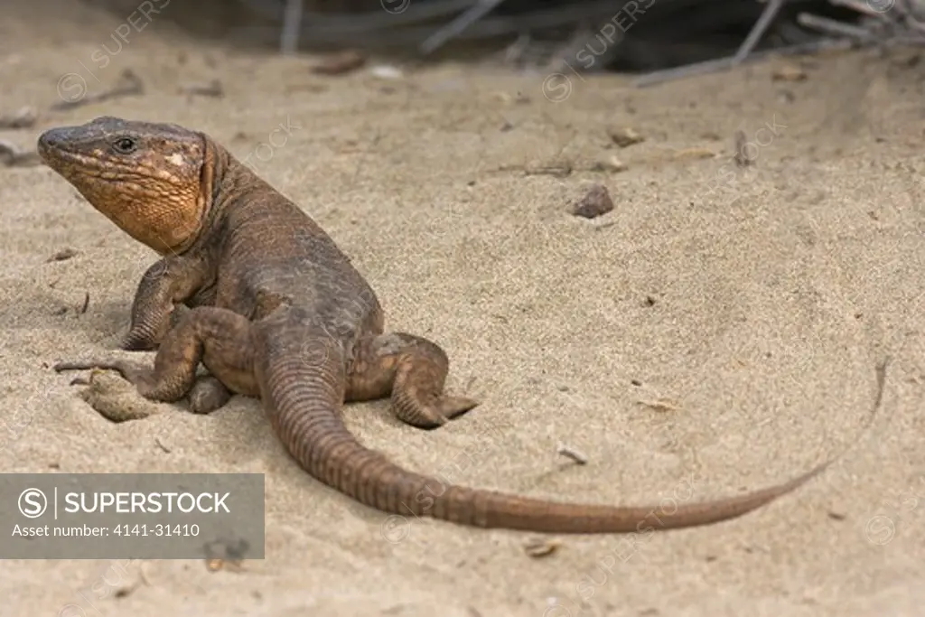 giant lizard or la gomera (gallotia bravoana) la gomera canary islands. critically endangered.