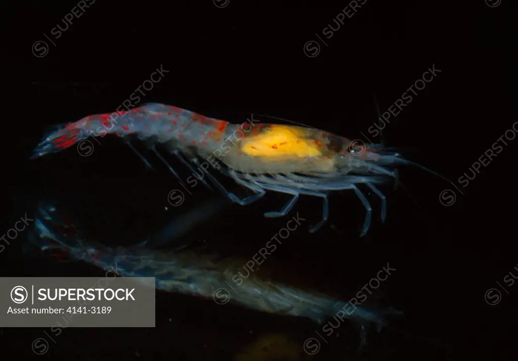 predatory shrimp endemic procaris ascensionis only occurs in rockpools on shelly beach, ascension island