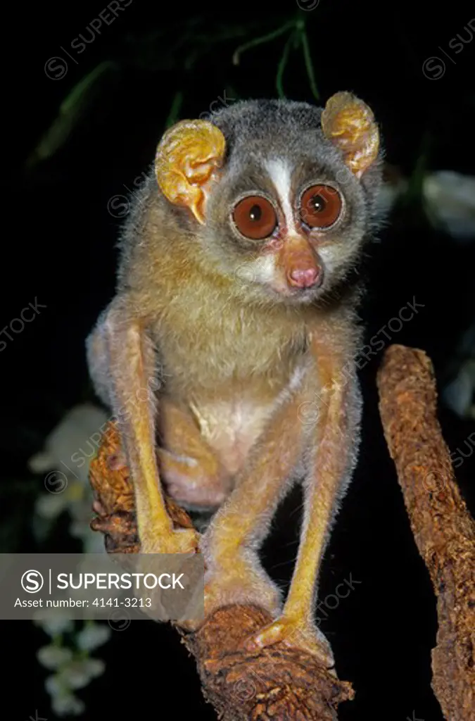 slender loris loris tardigradus southern india (captive)