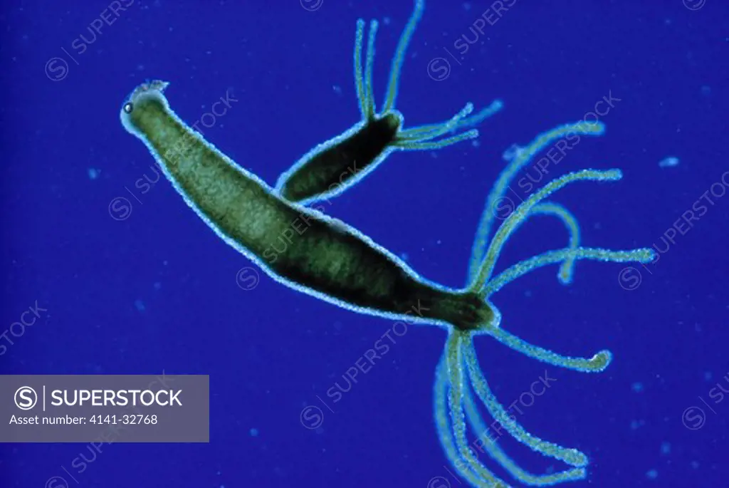 hydra hydra viridissima showing asexual budding magnification; x8 wheinberg illumination