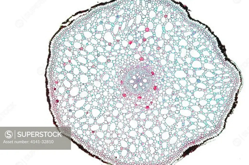 monocot root section acorus sp.