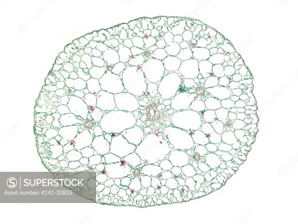 water lily cross section of stem 