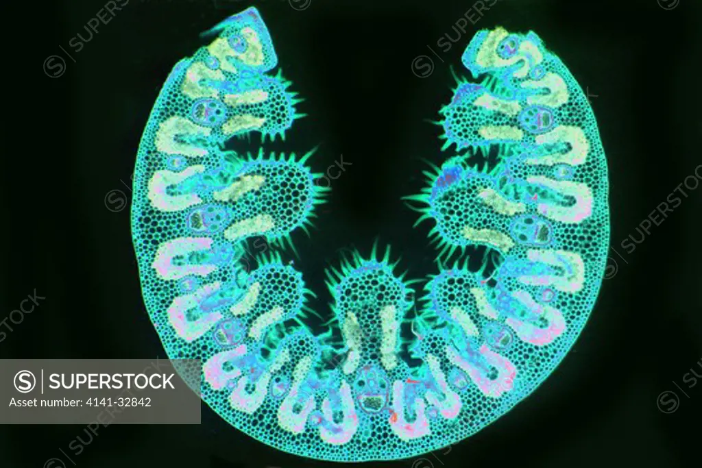 marram grass transverse section of rolled leaf ammophila arenaria 