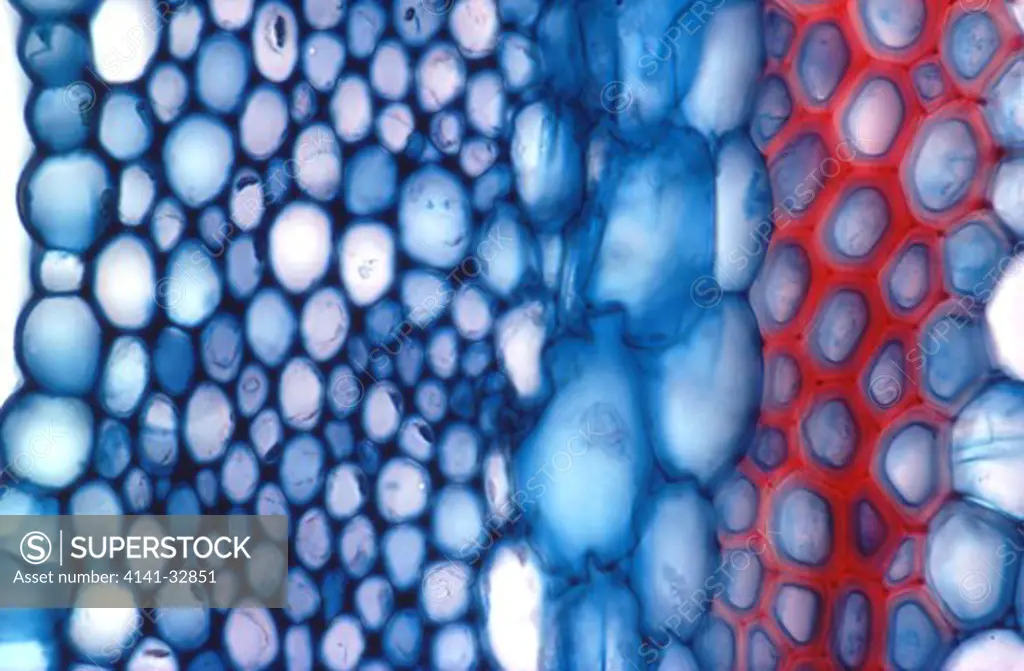 transverse section of a dicot stem showing different tissue layers (epidermis, collenchyma and parenchyma)