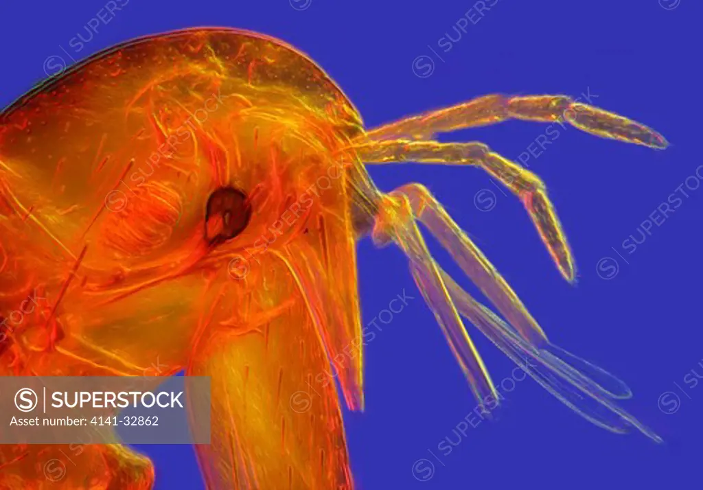 flea ceratophyllus sp. head and mouth parts detail hfw = 750um