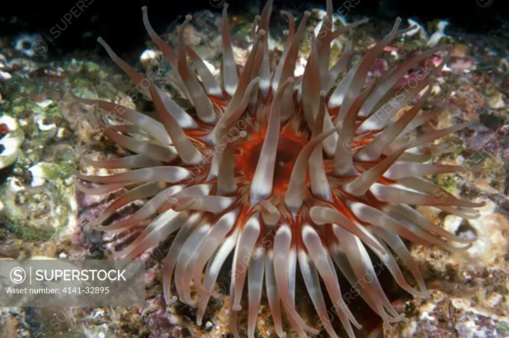 dahlia sea anemone tealia felina 