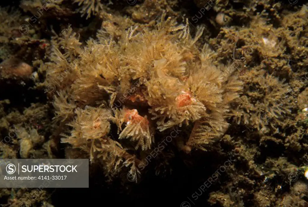 scorpion spider-crab inachus dorsettensis extremely well camouflaged, eyemouth, berwickshire.