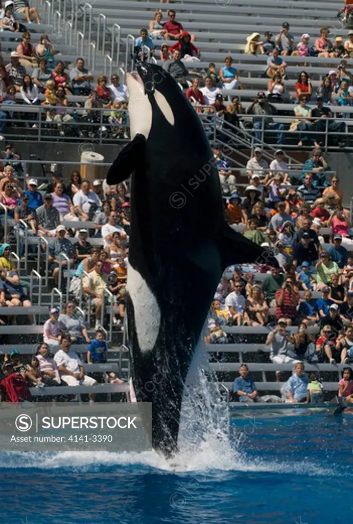 killer whale or orca jumping orcinus orca sea world, san diego, usa. 