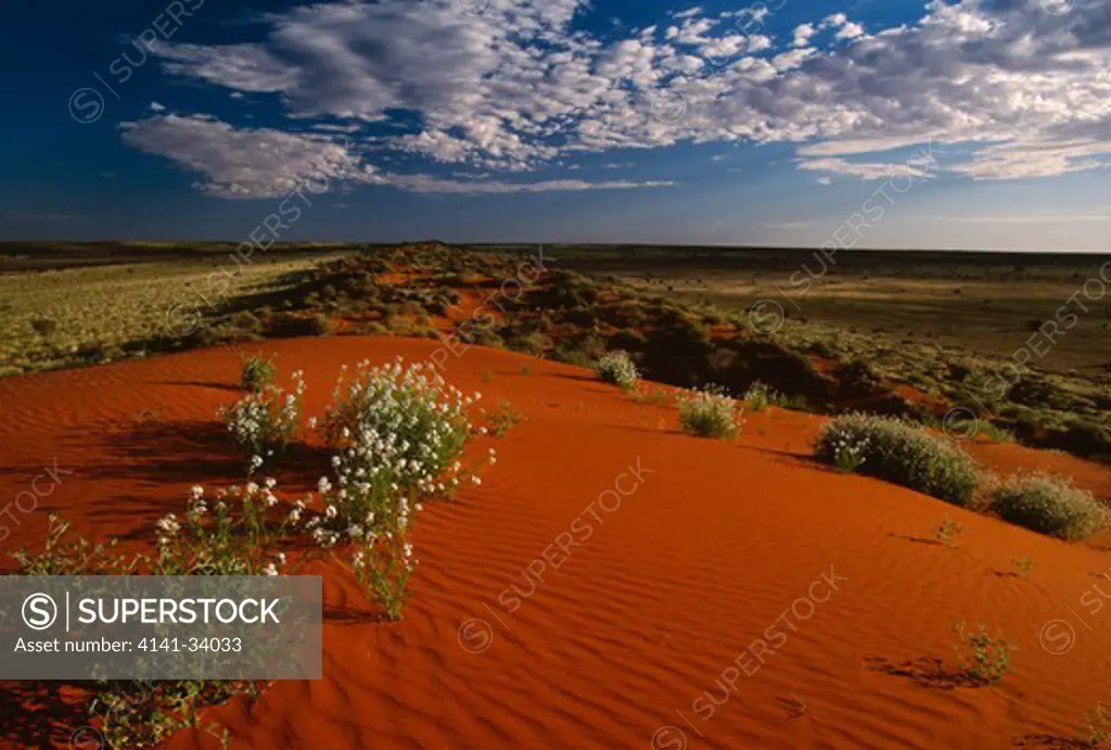 red sand dunes with clumps of scrub, in flower after rain simpson desert, n territory, australia