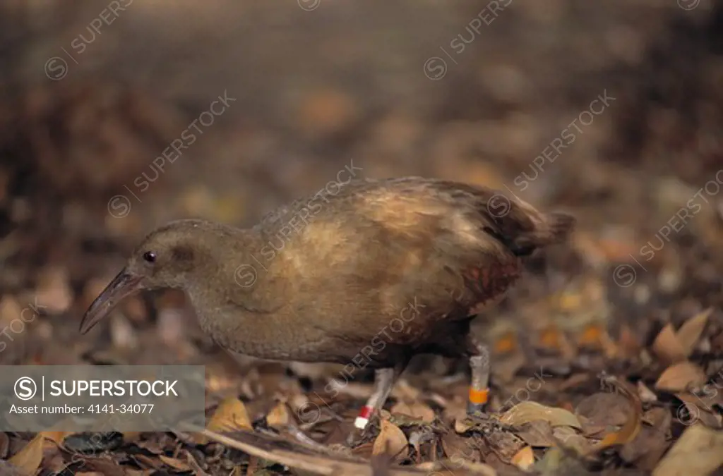 lord howe island woodhen tricholimnas sylvestris very rare flightless species from lord howe island. south pacific (420 miles north east of sydney) 