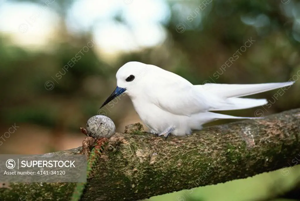 white or fairy tern with egg gygis alba laid directly on branch lord howe island, south pacific