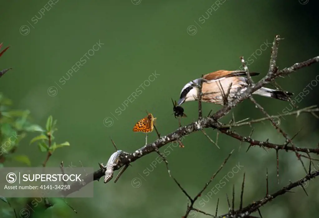 red-backed shrike male at larder lanius collurio with lizard & insect prey pyrenees, france