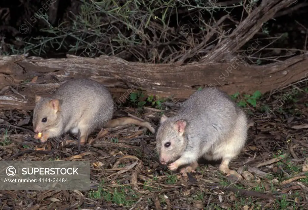 burrowing bettong pair bettongia lesueur endangered species victoria, australia