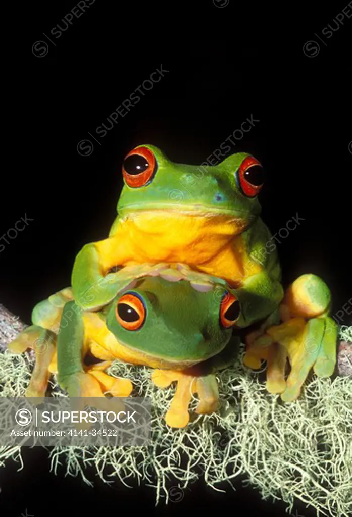 orange-thighed tree frog pair litoria chloris queensland, australia 