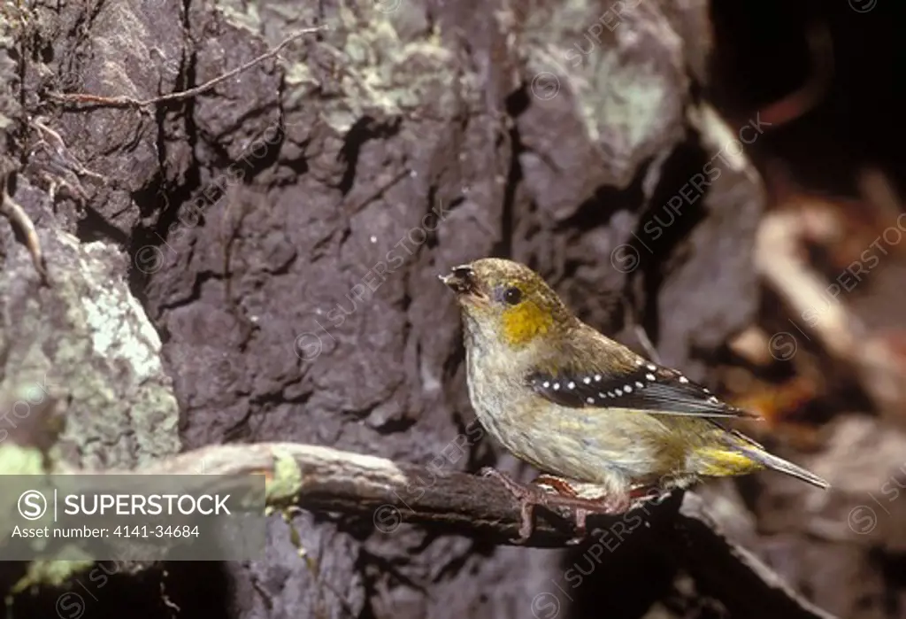 forty-spotted pardalote pardalotus quadraginuts endemic to tasmania endangered species 