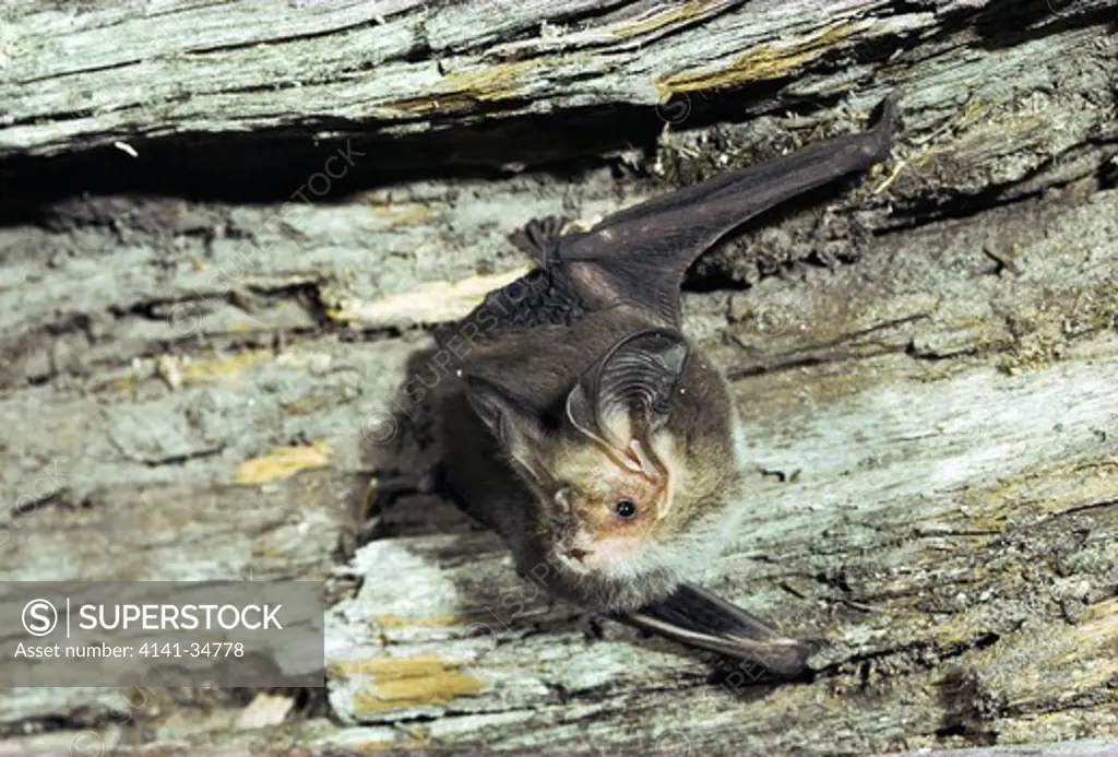 lesser long-eared bat nyctophilus geoffroyi tasmania