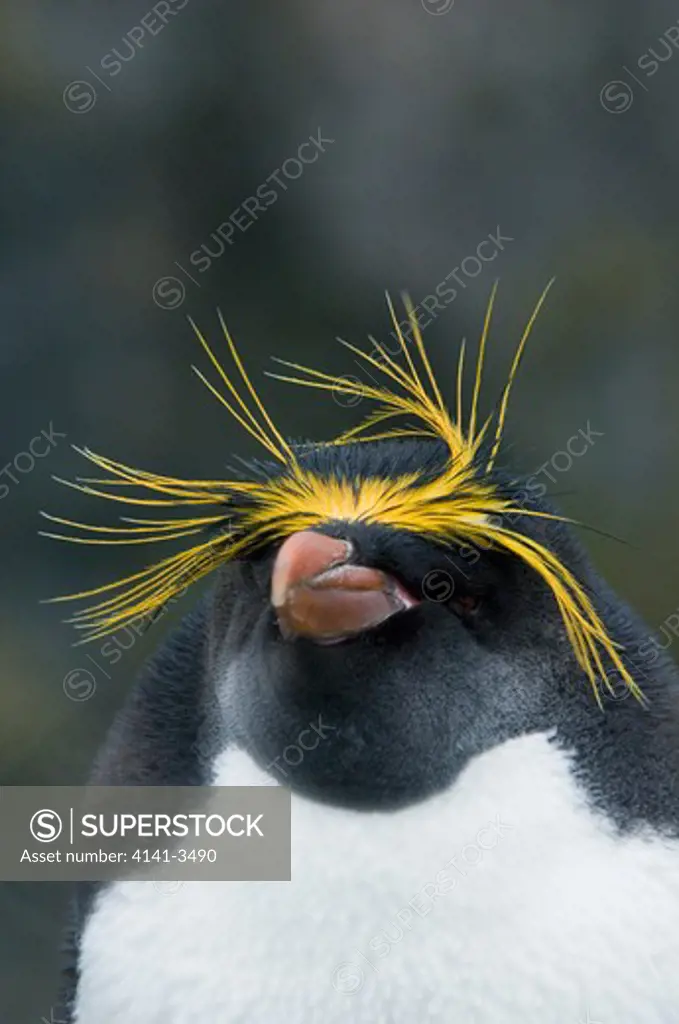 macaroni penguin eudyptes chrysolophus south georgia island