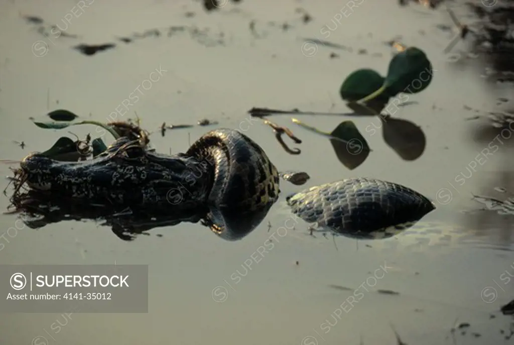 green anaconda constricting eunectes murinus caiman, pantanal, mato grosso, brazil 