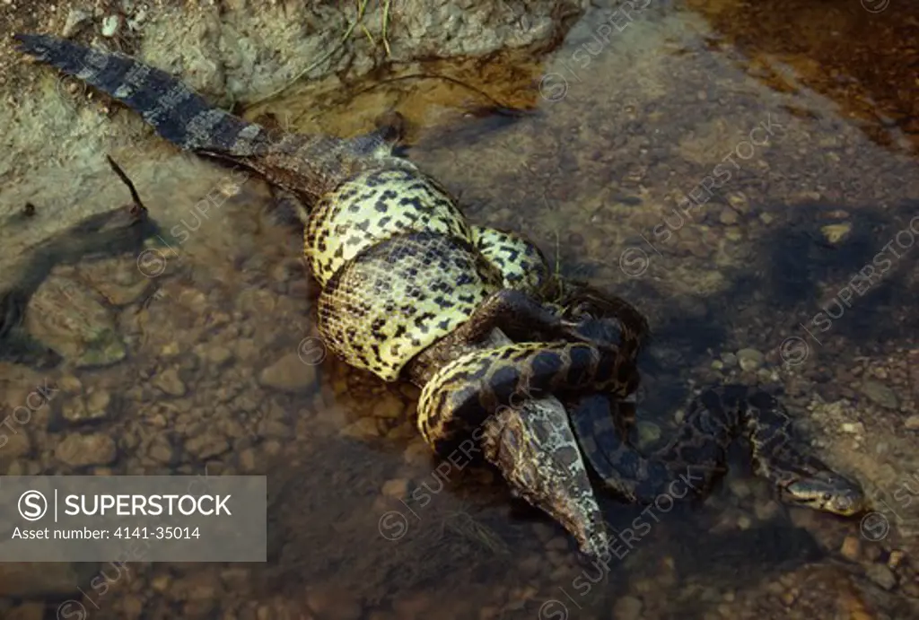yellow anaconda constricting prey, eunectes notaeus a caiman pantanal, mato grosso, brazil