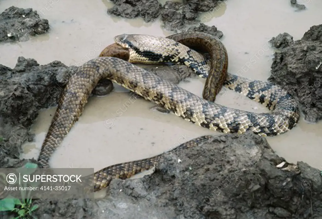 brazilian smooth snake hydrodynastes gigas or cyclagras gigas eating fish. mato grosso, brazil. 