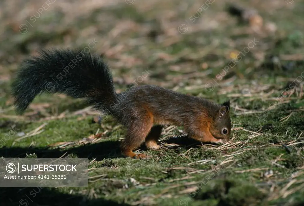 red squirrel burying nut sciurus vulgaris freshfield squirrel reserve october 