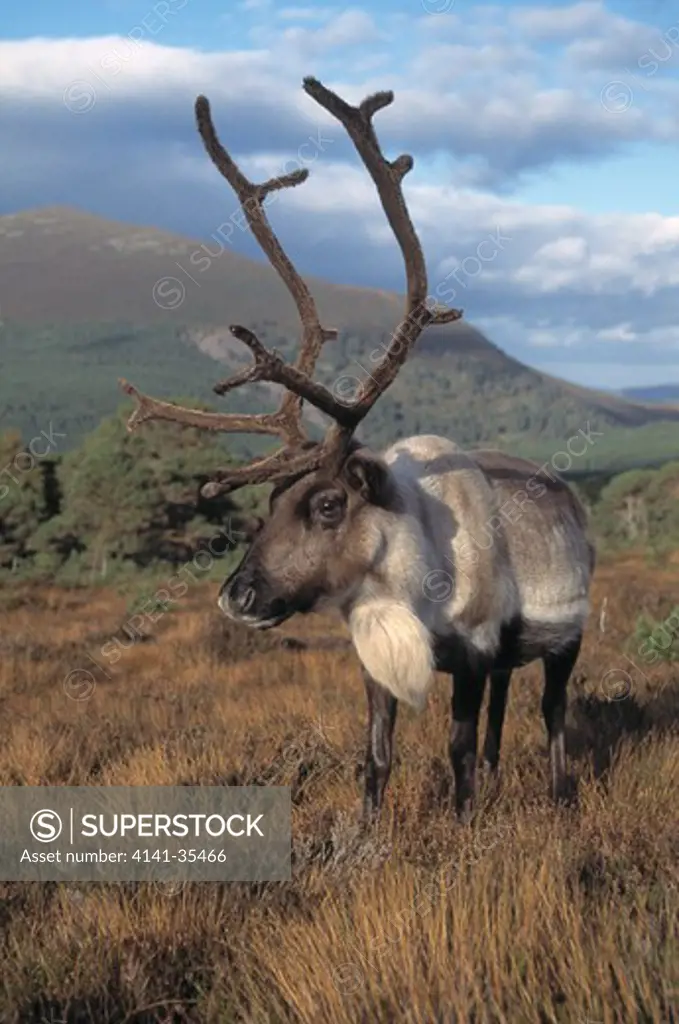 reindeer rangifer tarandus