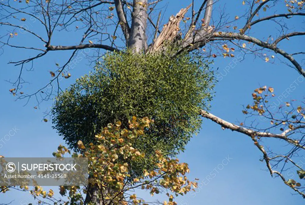 mistletoe october viscum album (a hemiparasite) knowle park, kent, se england