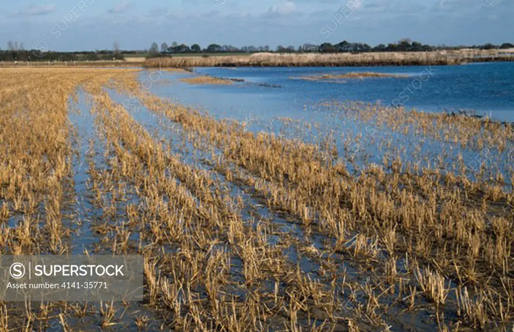 tide flooding stubble field after planned breach in sea wall. salt marsh re-creation & managed retreat project. abbots hall farm, essex wildlife trust.