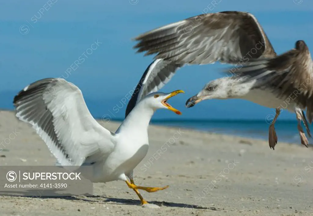 yellow-footed gull larus livens adult scolding juvenile sea of cortes, baja calif., mexico