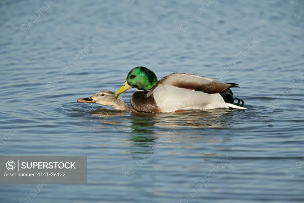 mallards mating anas platyrhynchos welney wwt, cambridgeshire, uk. 