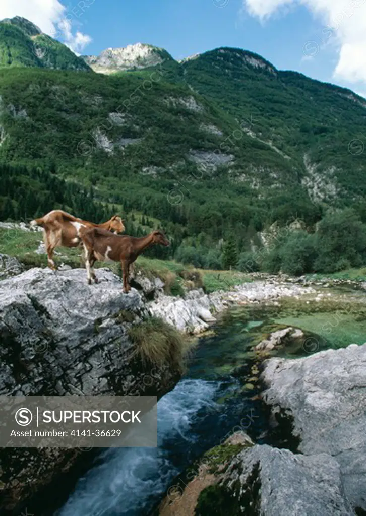 lepenjica river and goats triglav national park, western slovenia. 